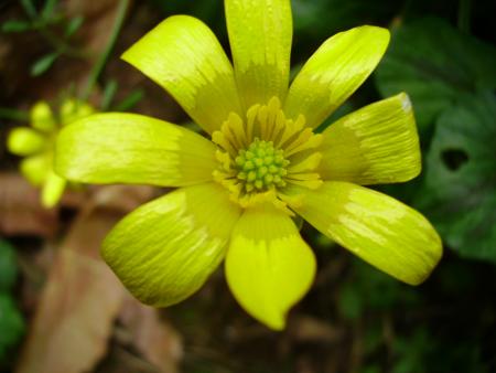 Bouton d'or