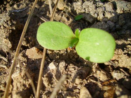 pousse de tournesol...
