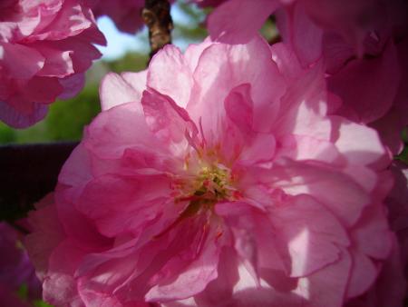 Fleurs de cerisier d'ornement
