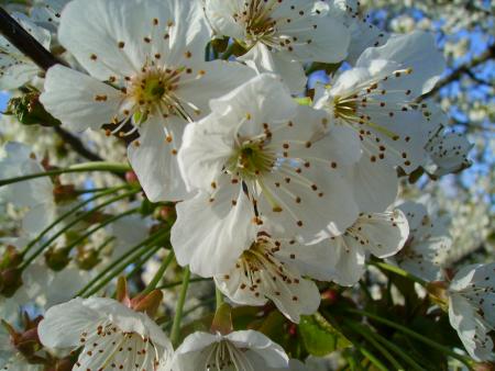 Fleurs de Cerisiers